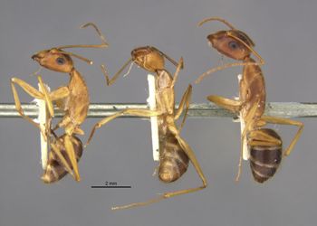 Media type: image;   Entomology 21470 Aspect: habitus lateral view